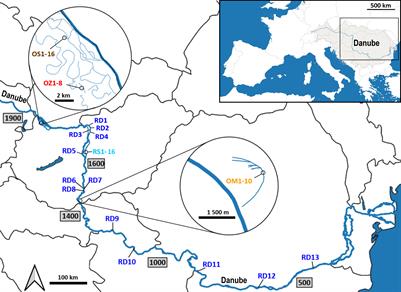 Genetic diversity of the submerged macrophyte Ceratophyllum demersum depends on habitat hydrology and habitat fragmentation